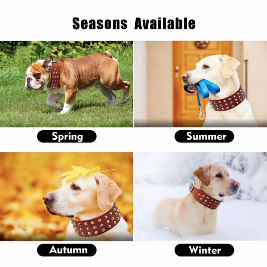 Collier pour chien ajustable en cuir avec rivets anti-morsure