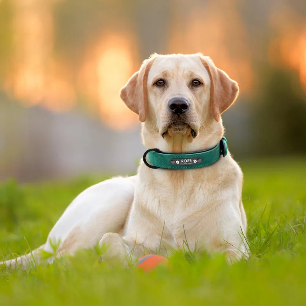 Custom Dog Collars - Leather Dog Collar With Name ID Tags