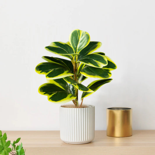 Figuier lyre artificiel de 20 à 37 cm – Plante de ficus artificielle réaliste