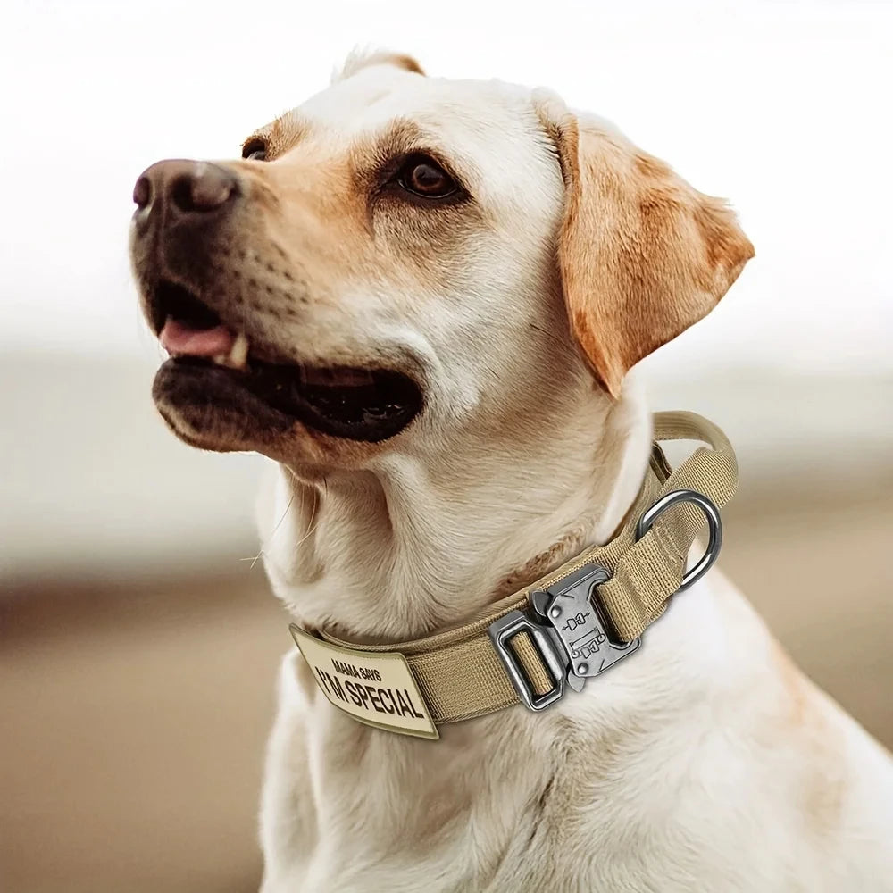Dog Collars