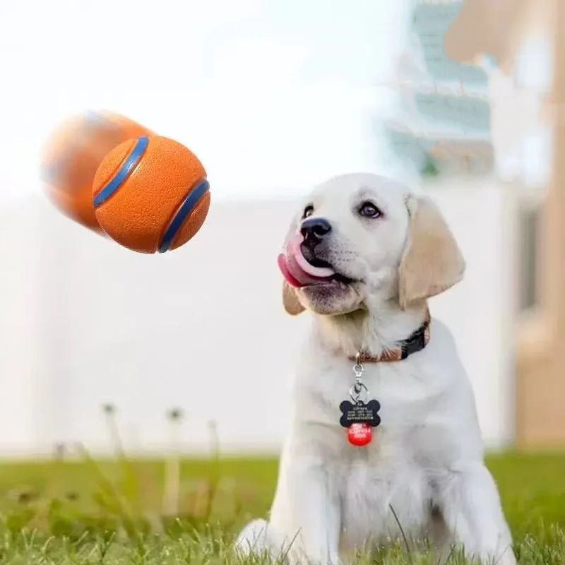 Hundetrainingsübung mit quietschenden Tennisbällen 