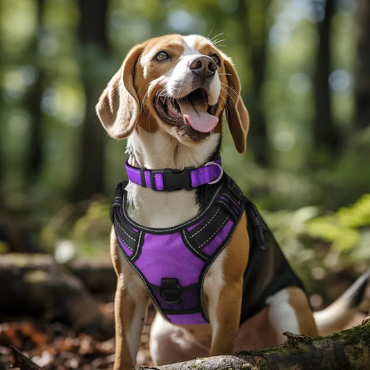 Adjustable Reflective Free Engraved Padded Dog Collars