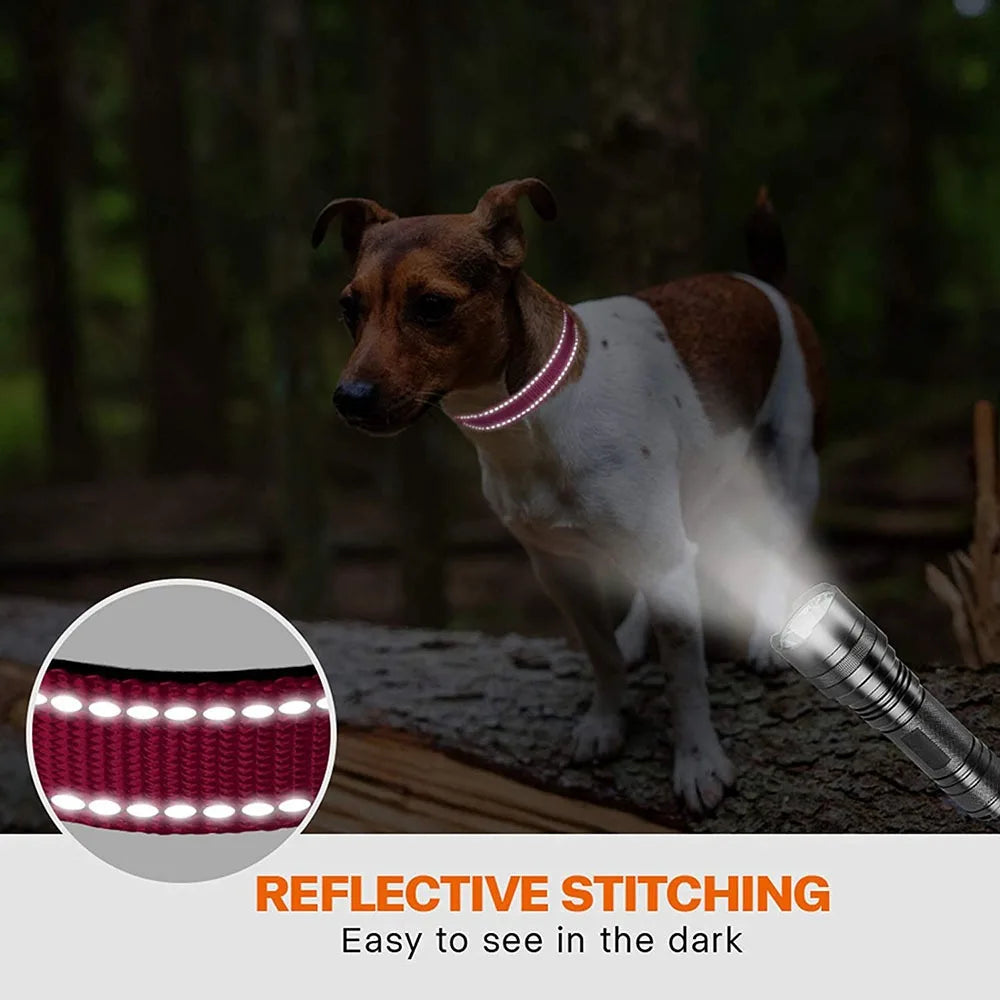 Reflective Padded Dog Collar - Pet Collars