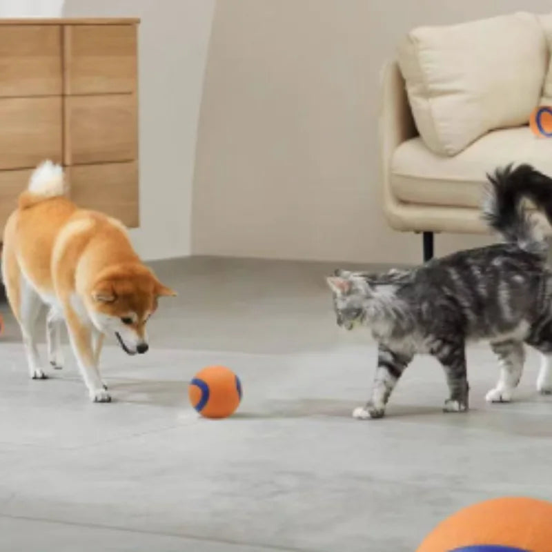 Hundetrainingsübung mit quietschenden Tennisbällen 