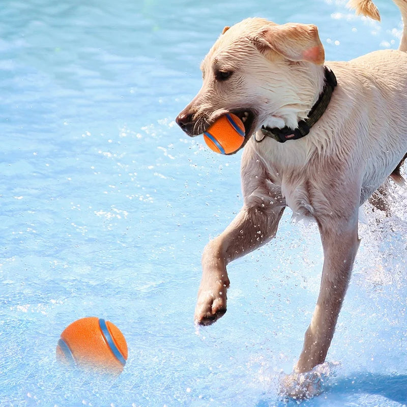 Hundetrainingsübung mit quietschenden Tennisbällen 