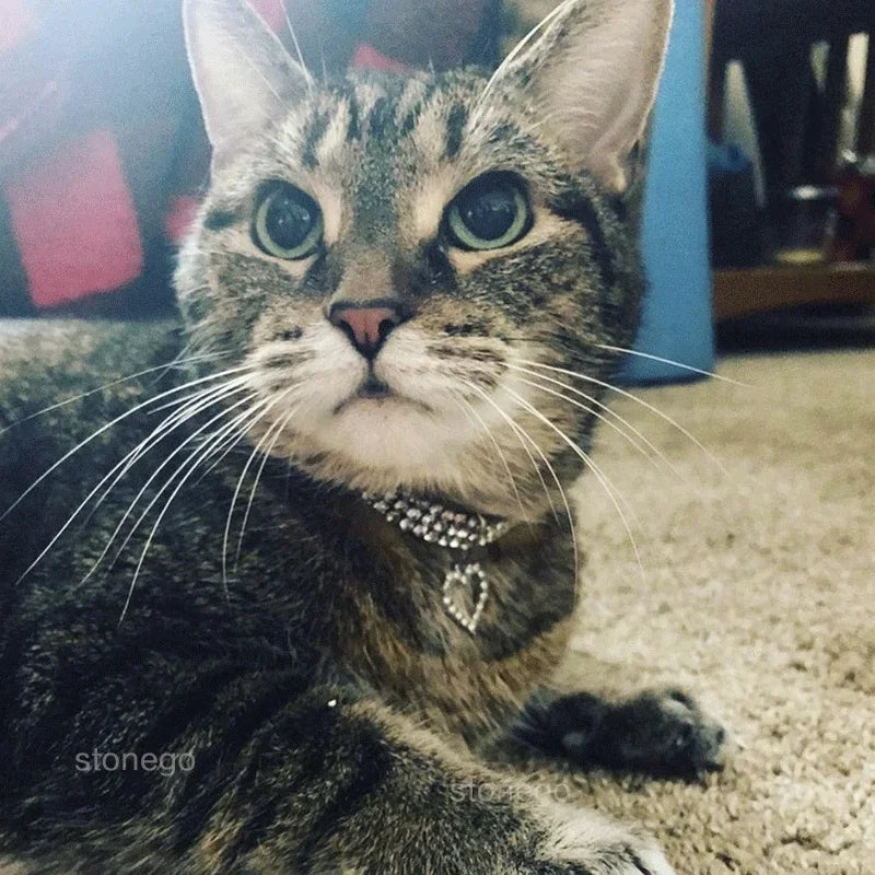 Collier ajustable pour chiot avec pendentif – Collier pour animaux de compagnie