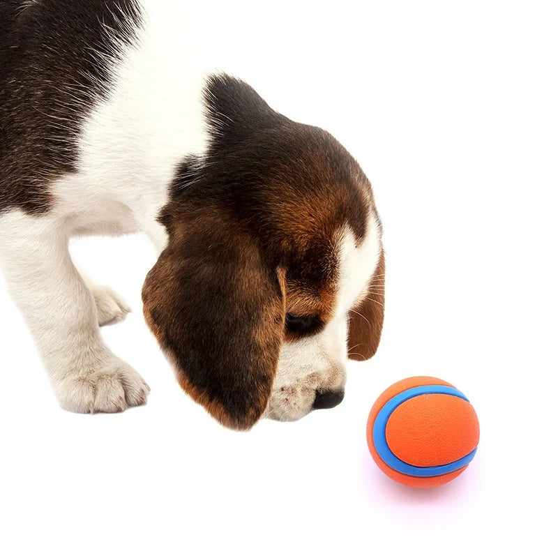 Hundetrainingsübung mit quietschenden Tennisbällen 