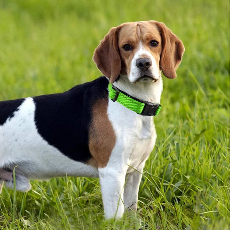 Adjustable Reflective Free Engraved Padded Dog Collars