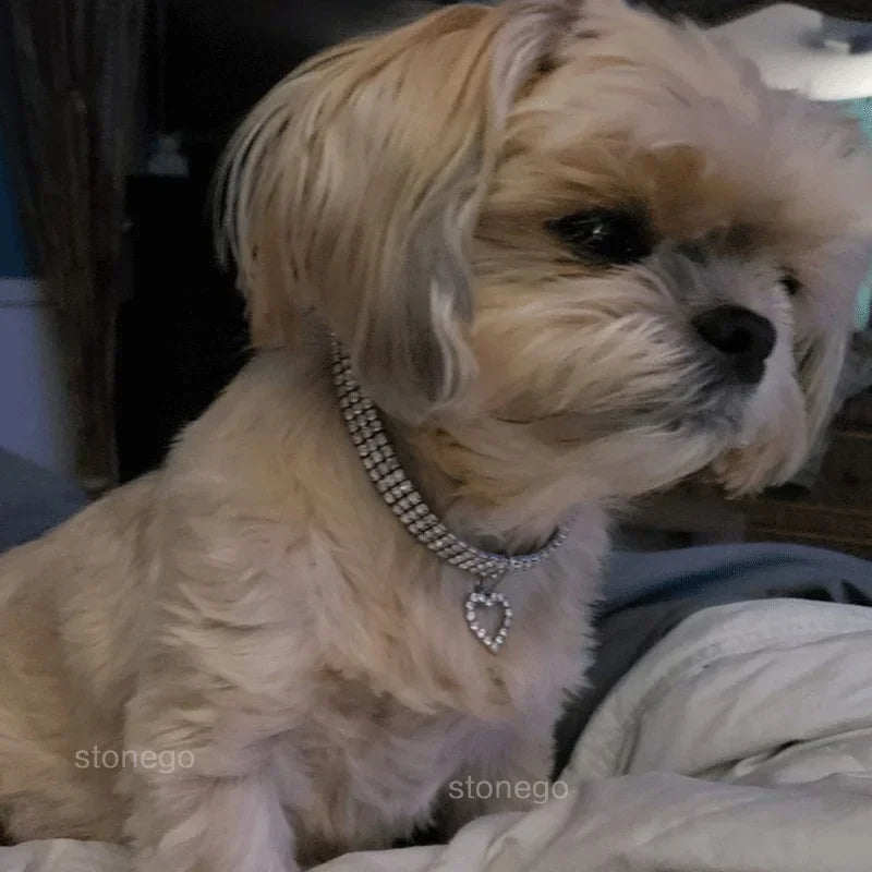 Collier ajustable pour chiot avec pendentif – Collier pour animaux de compagnie